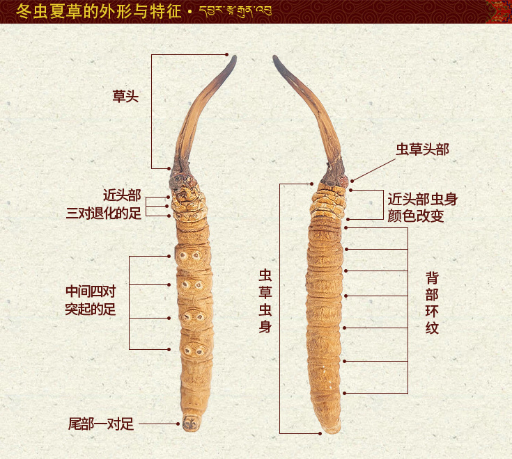 冬虫夏草图片,那曲冬虫夏草的图片,冬虫夏草的样子与外形,那曲虫草图片,冬虫夏草的外观