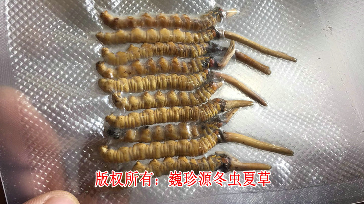 早产冬虫夏草,在新鲜冬虫夏草上市初期出现为数不少的早产冬虫夏草