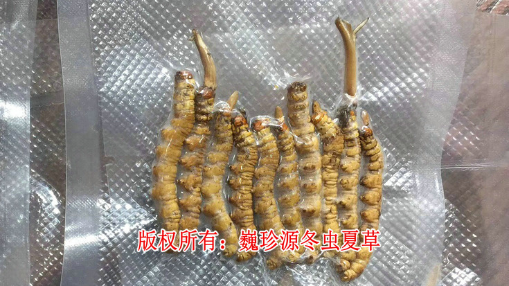 早产冬虫夏草,在新鲜冬虫夏草采挖上市初期,有为数不少的早产冬虫夏草流入市场