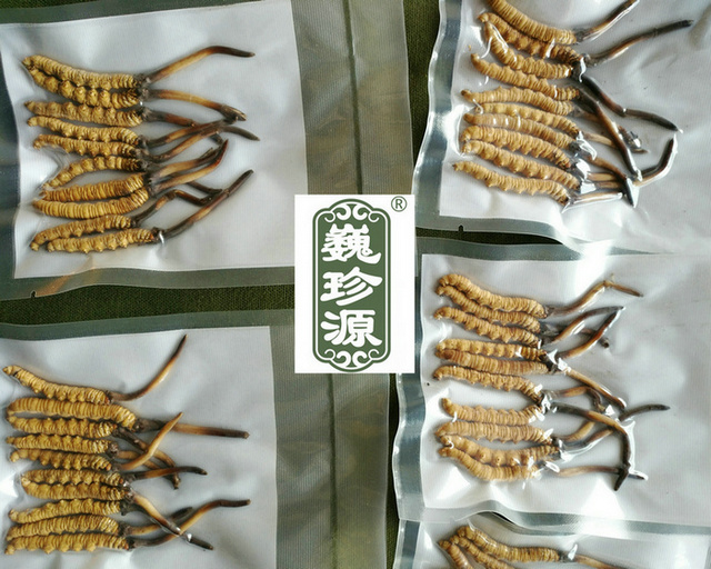 鲜虫草,新鲜冬虫夏草,新鲜虫草和干虫草哪个营养价值高,冬虫夏草新鲜的和干的哪个营养价值高,新鲜虫草和干虫草营养价值哪个更高