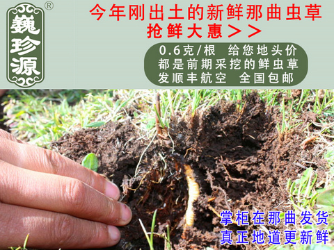 新鲜冬虫夏草,那曲新鲜虫草,0.6克/根头期新鲜那曲冬虫夏草