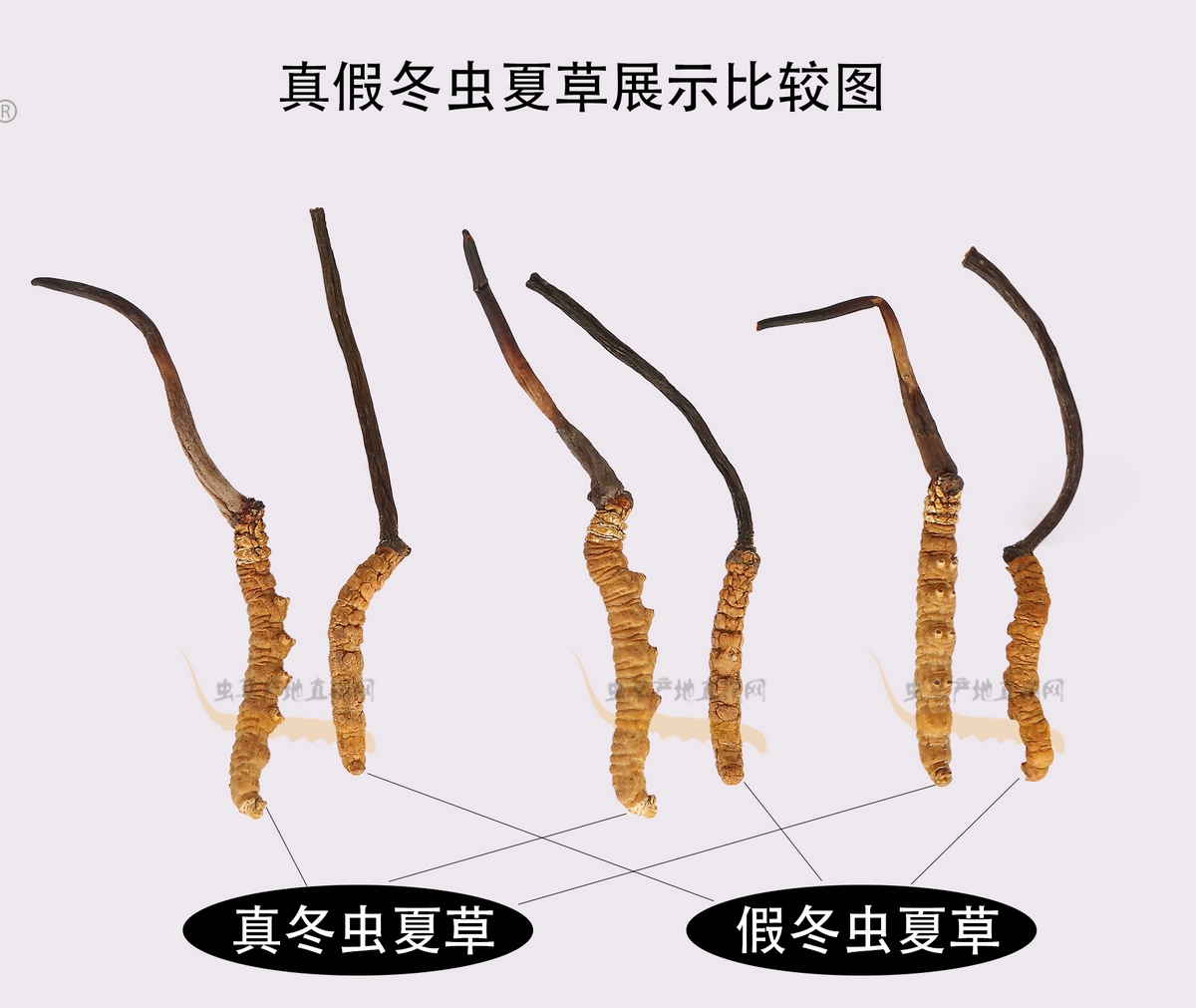 最容易以假乱真的假冬虫夏草样子图片
