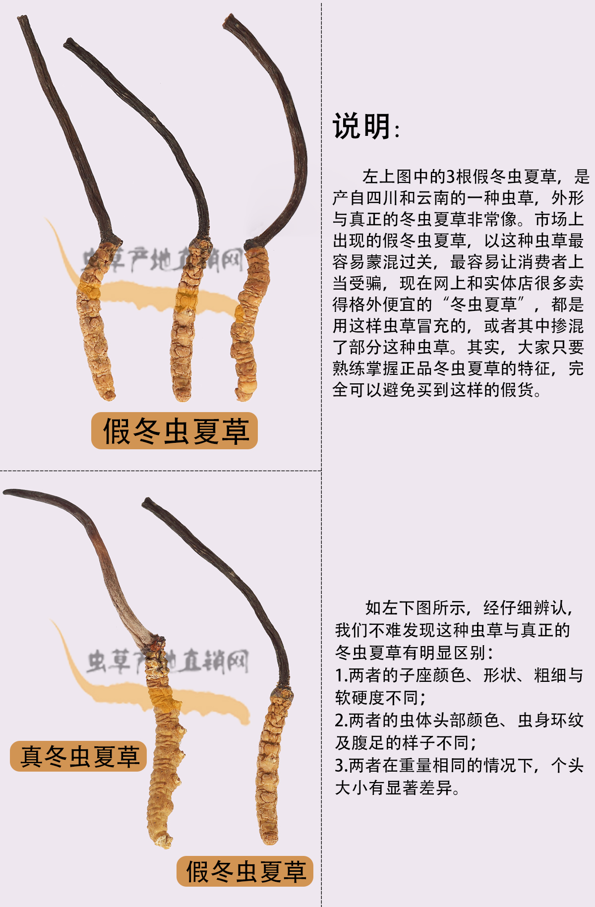 哪种虫草与冬虫夏草长得最像