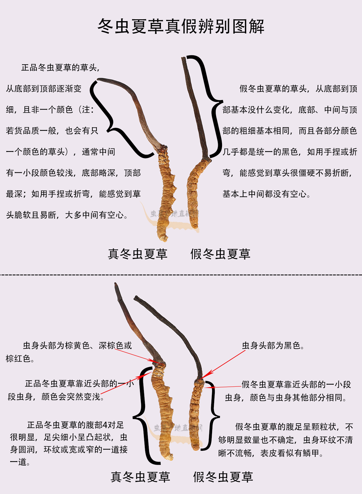 极易冒充真冬虫夏草的一种假虫草的图片和样子