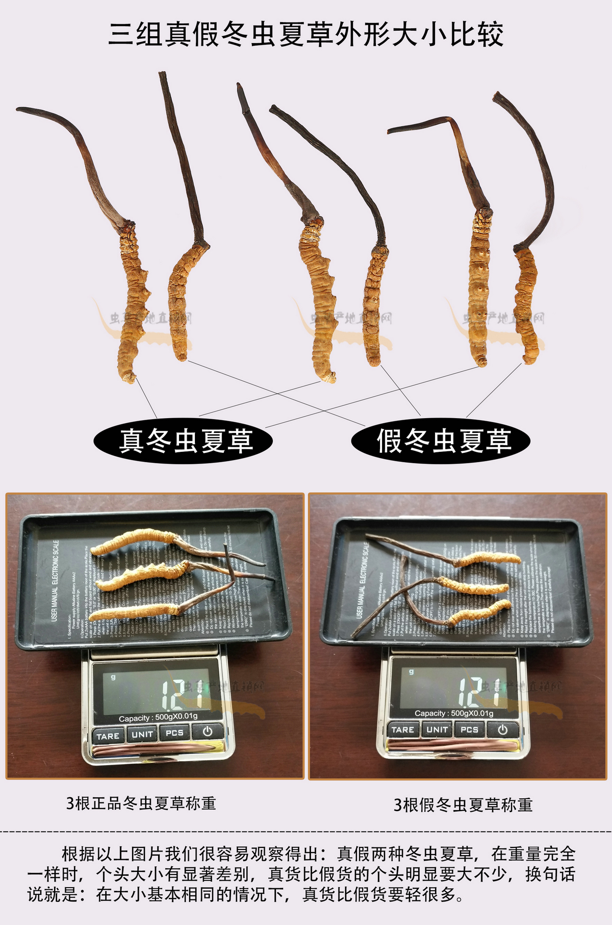 一种与真冬虫夏草长得很像的假虫草图片