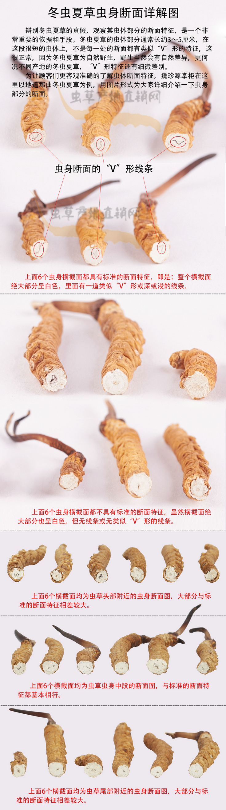 冬虫夏草断面是什么样子,冬虫夏草断面图片,冬虫夏草断面有什么字样的消化线,